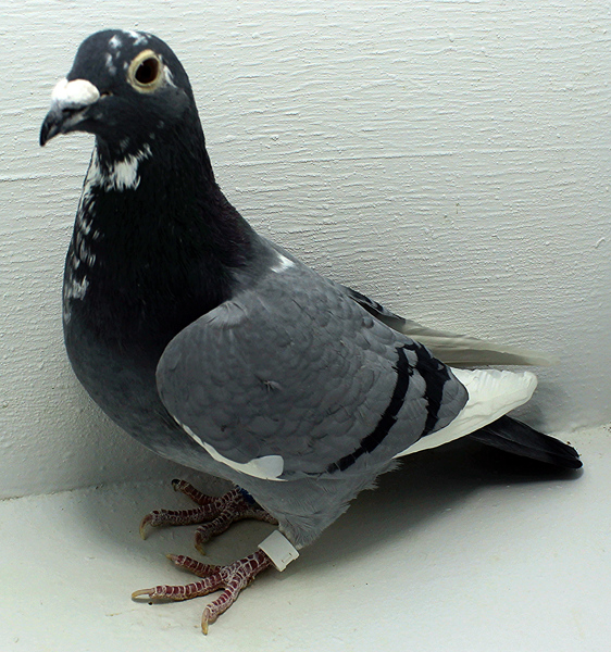 Band: 6898 IPB B 2025